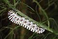 papilio hospiton chenille 2